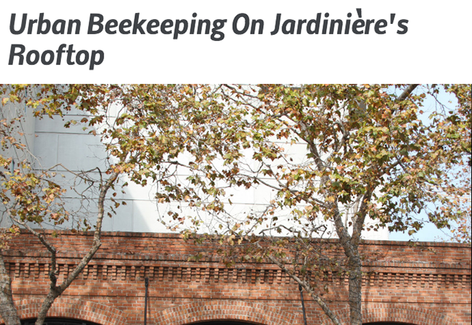 Urban Beekeeping On Jardinière's Rooftop